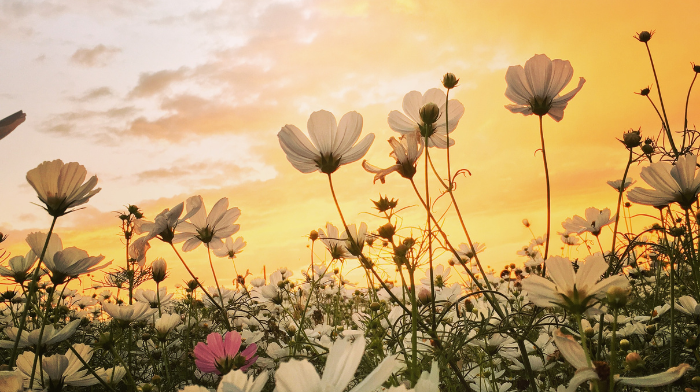 field of spring flowers