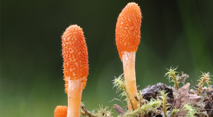 cordyceps mushrooms