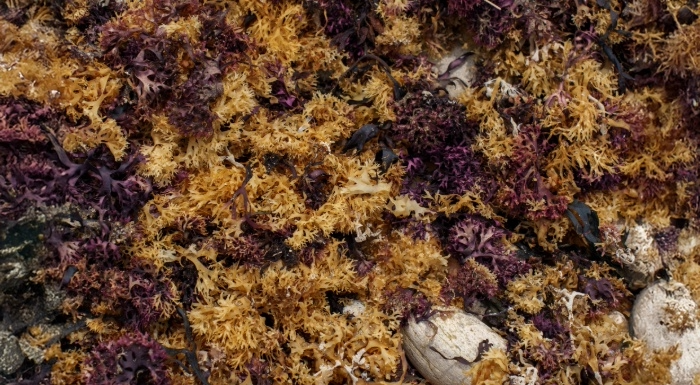 Sea moss